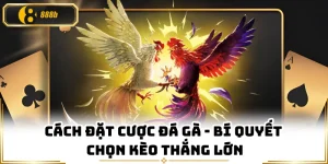 Cách Đặt Cược Đá Gà - Bí Quyết Chọn Kèo Thắng Lớn