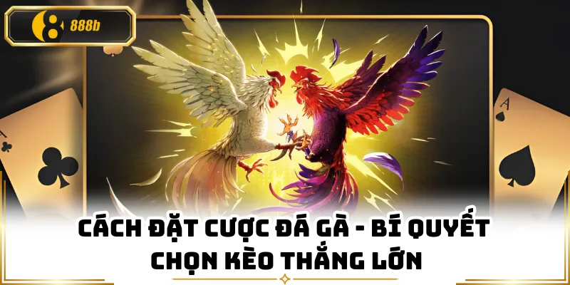 Cách Đặt Cược Đá Gà - Bí Quyết Chọn Kèo Thắng Lớn
