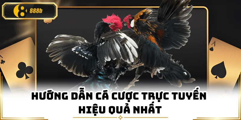Hướng dẫn cá cược trực tuyến hiệu quả nhất