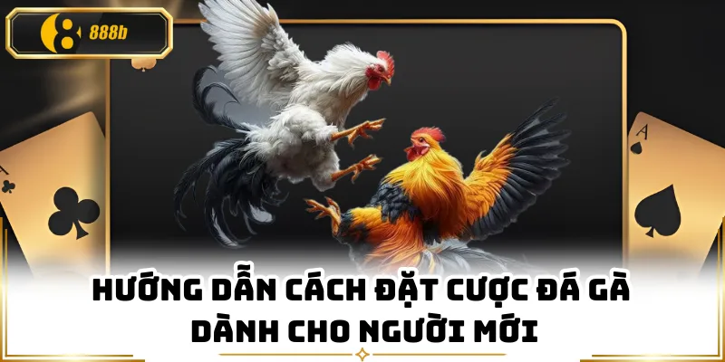 Hướng dẫn cách đặt cược đá gà dành cho người mới