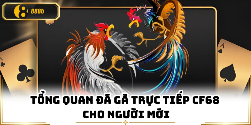 Tổng quan đá gà trực tiếp CF68 cho người mới
