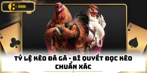 Tỷ Lệ Kèo Đá Gà - Bí Quyết Đọc Kèo Chuẩn Xác